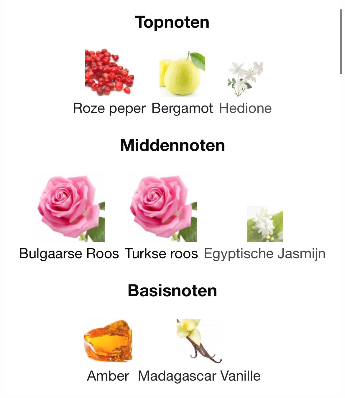 Infini Rose Maison Alhambra