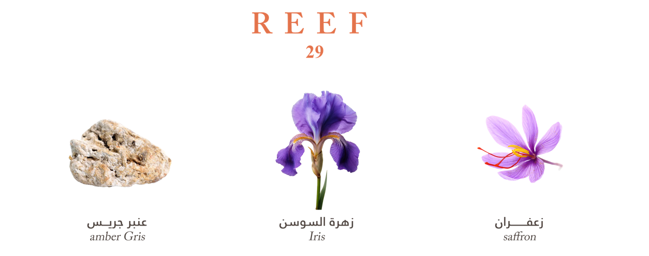 Reef 29(Pre-order 1-2 weeks)